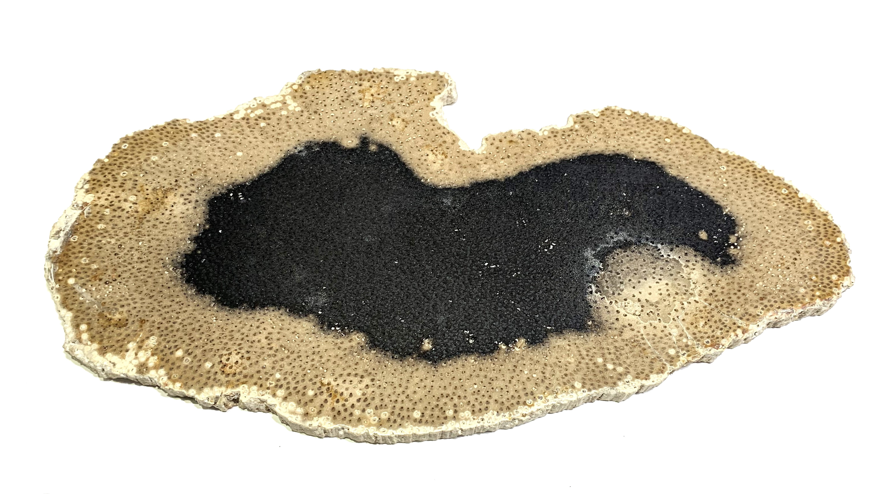 Geology & Nature: Louisiana Palm Wood slab