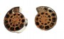 Ammonite shell clip on earrings